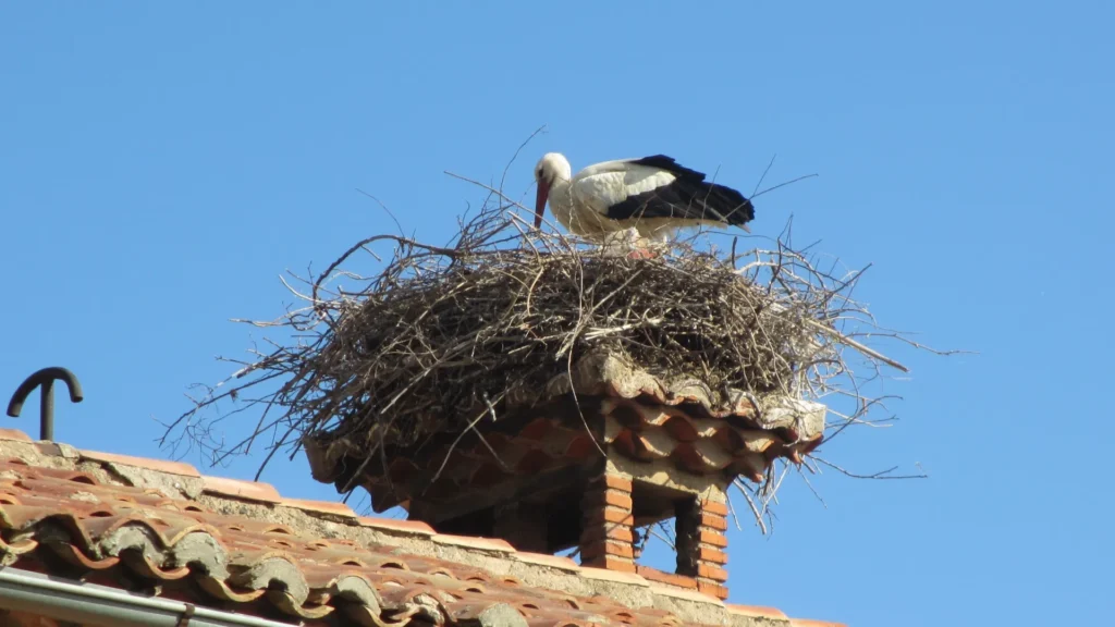 ptačí hnízdo s čápem